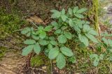 Cardamine quinquefolia