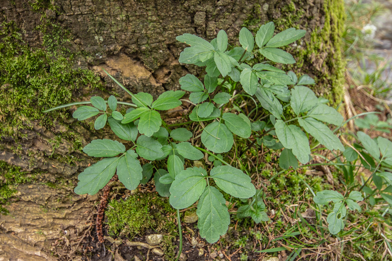 Изображение особи Cardamine quinquefolia.