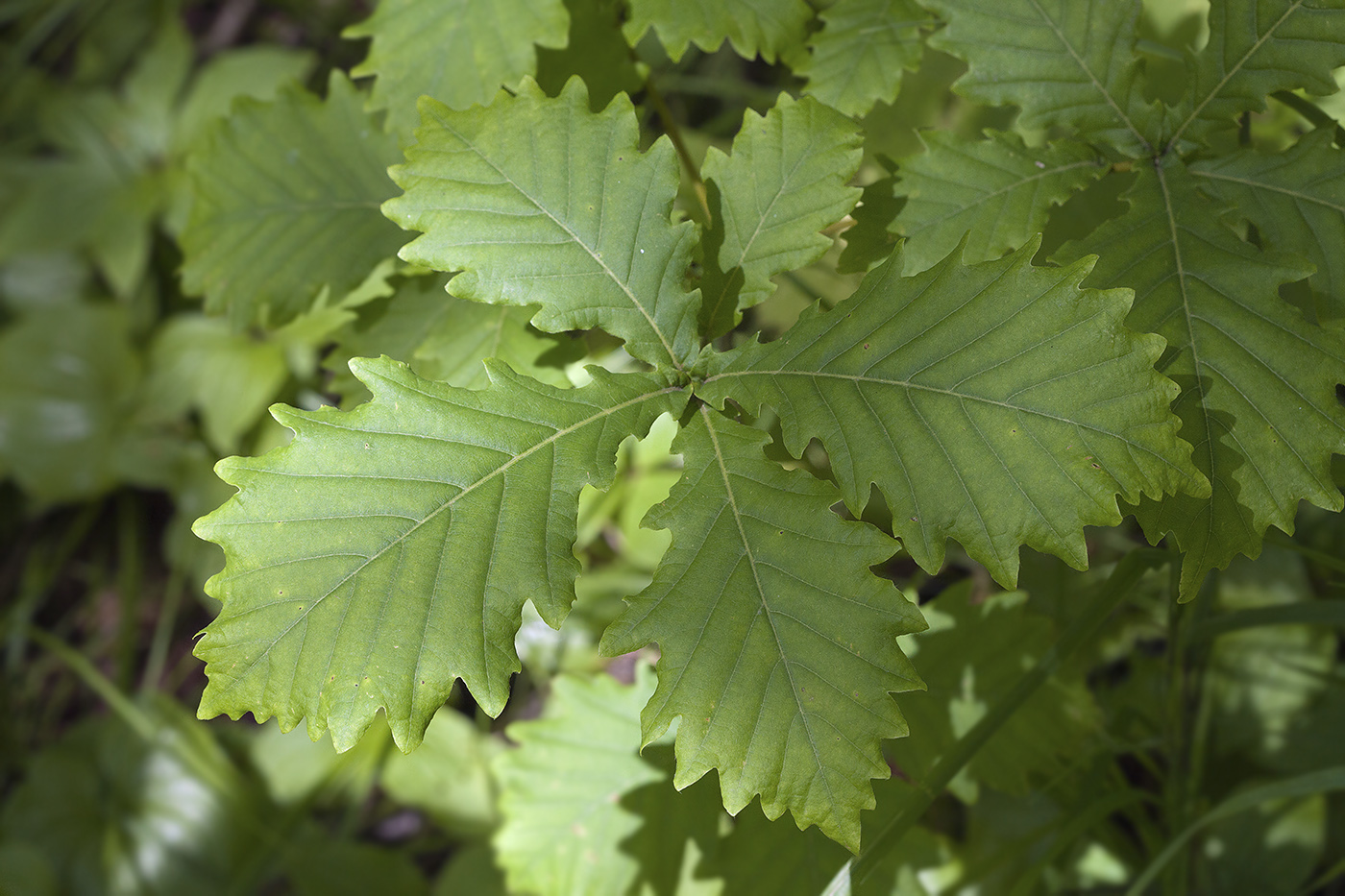 Изображение особи Quercus crispula.