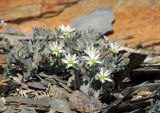 Stellaria turkestanica. Растение в цвету. Таджикистан, Согдийская обл., р-н Деваштич; Гиссаро-Алай, гребень Туркестанского хребта в р-не перевала Обурдон; разреженный криофитон на россыпи расслоившейся материнской породы, выс. 3905 м н.у.м. 5 августа 2019 г.