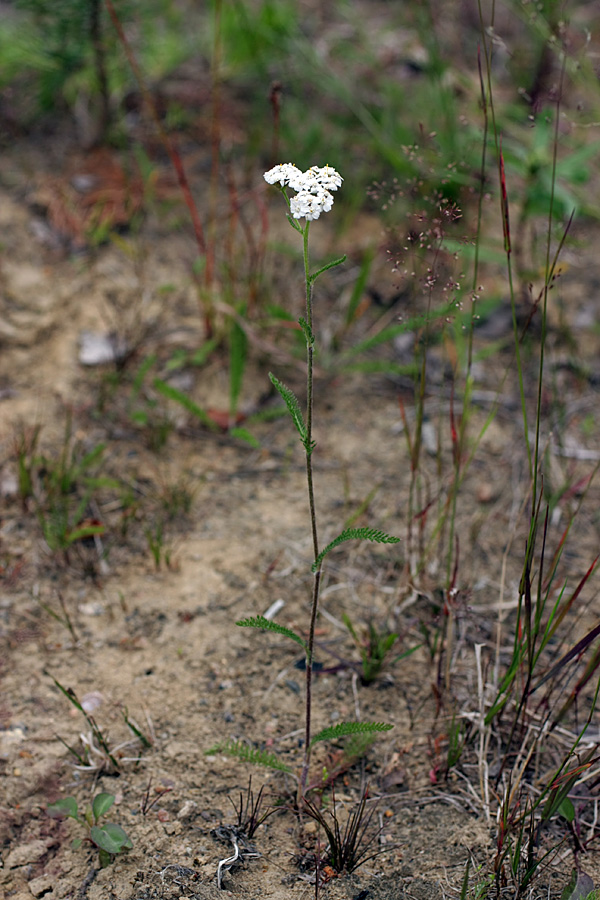 Изображение особи Achillea millefolium.