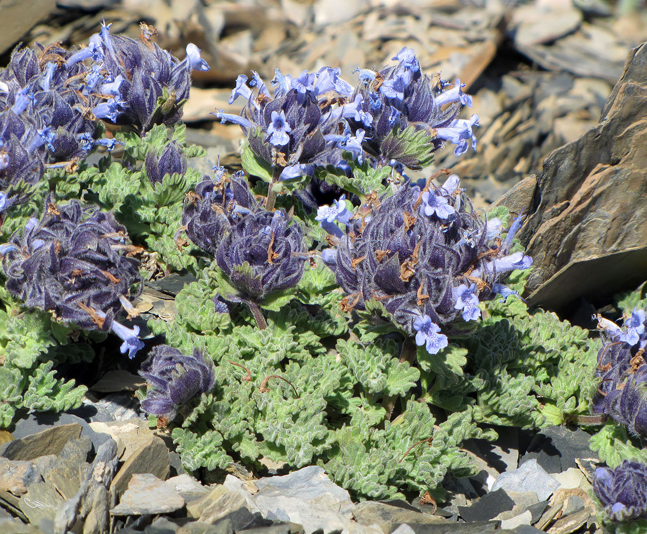 Image of Nepeta lipskyi specimen.