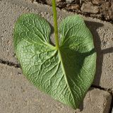 Brunnera macrophylla