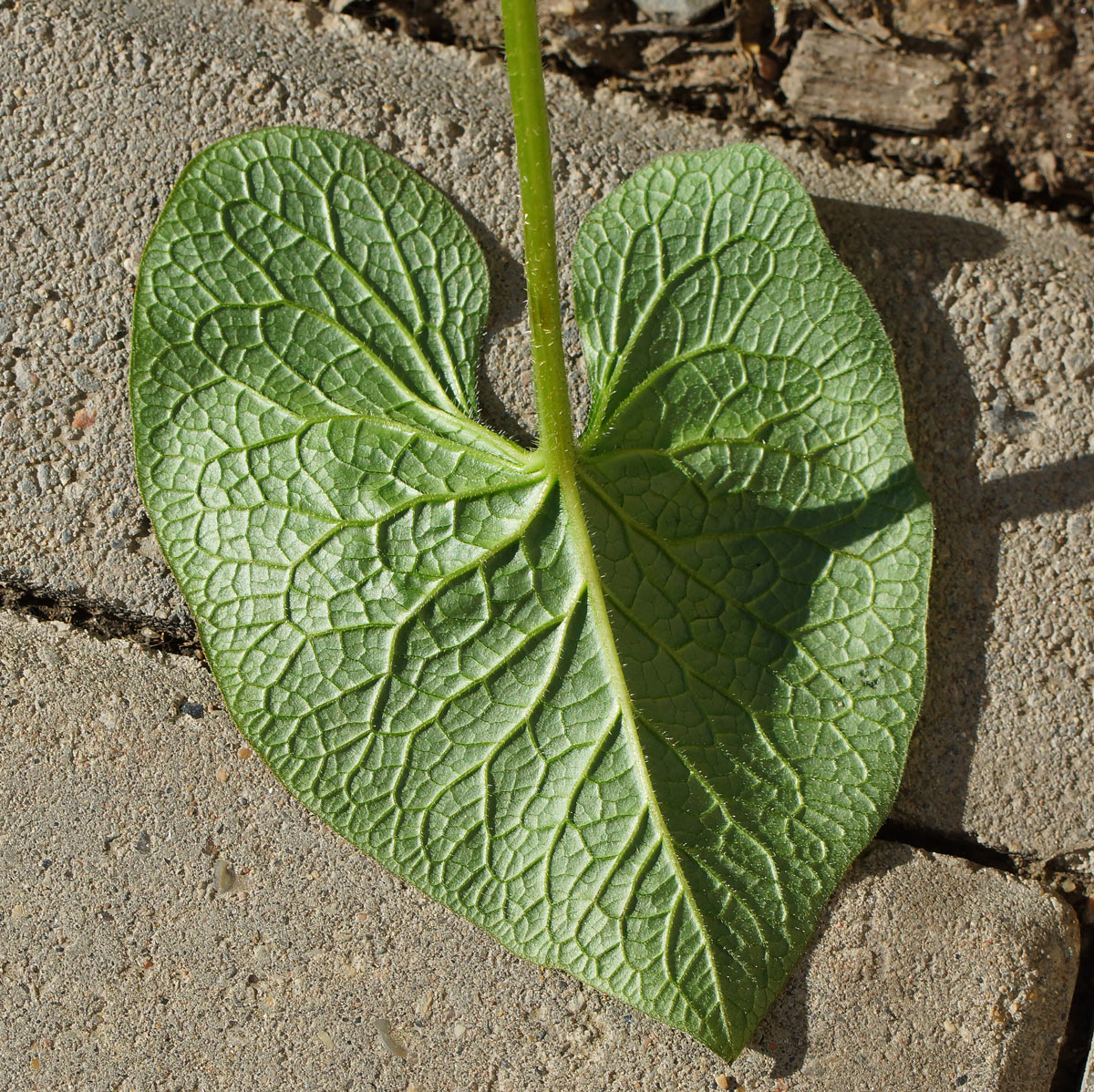 Image of Brunnera macrophylla specimen.