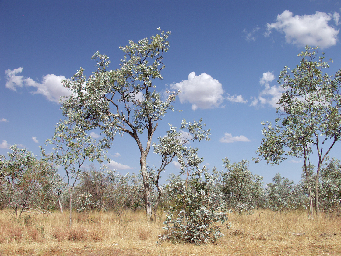 Изображение особи Eucalyptus pruinosa.