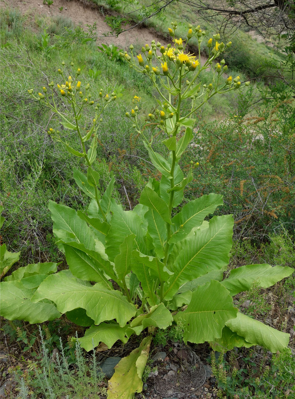 Изображение особи Inula macrophylla.