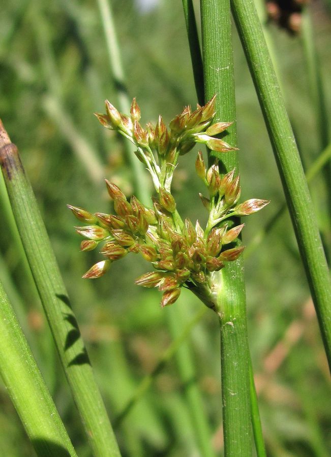 Изображение особи Juncus effusus.