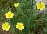 Potentilla pedata