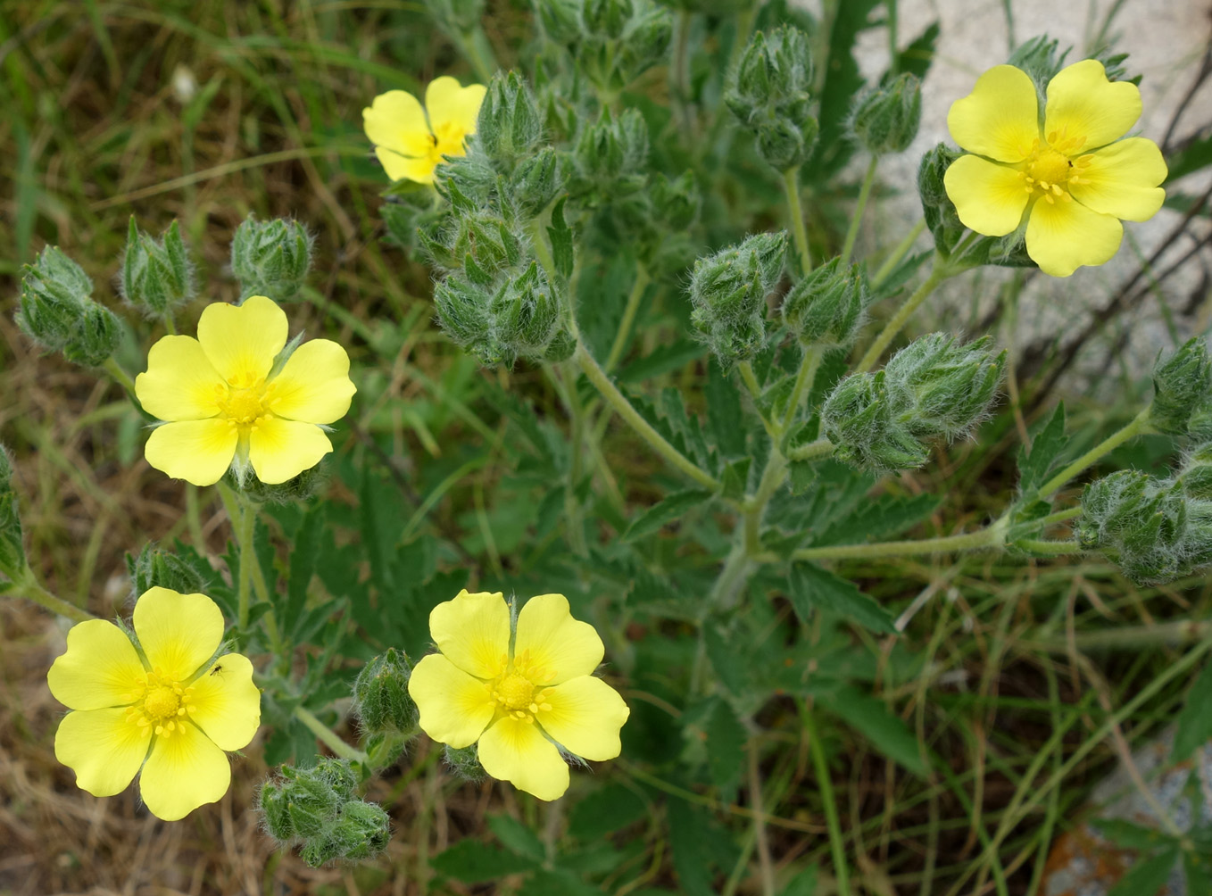 Image of Potentilla pedata specimen.