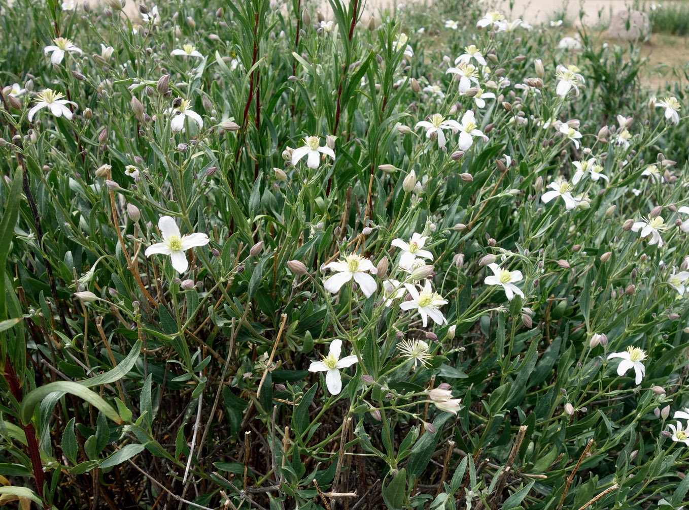Изображение особи Clematis songorica.