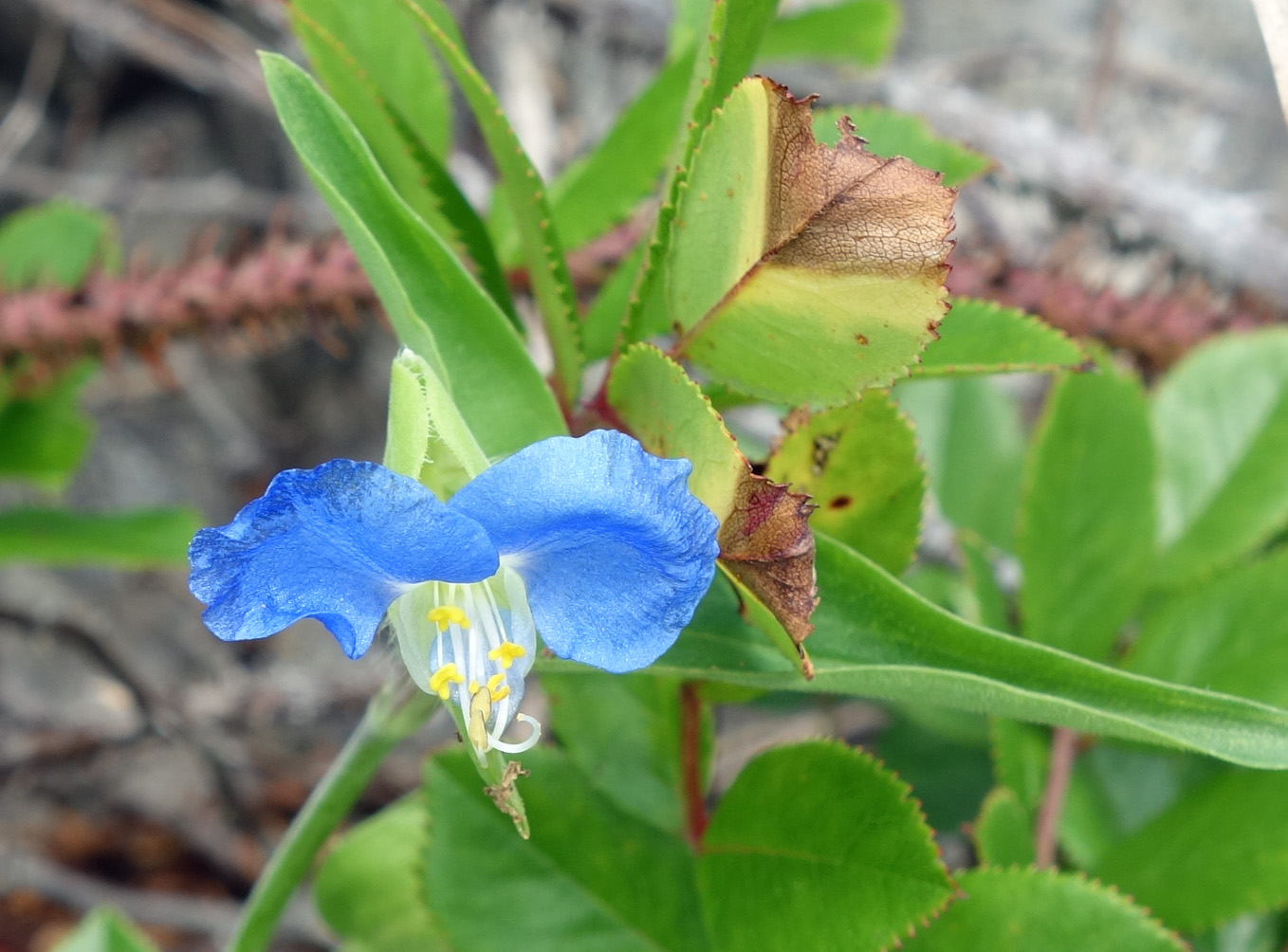 Изображение особи Commelina communis.