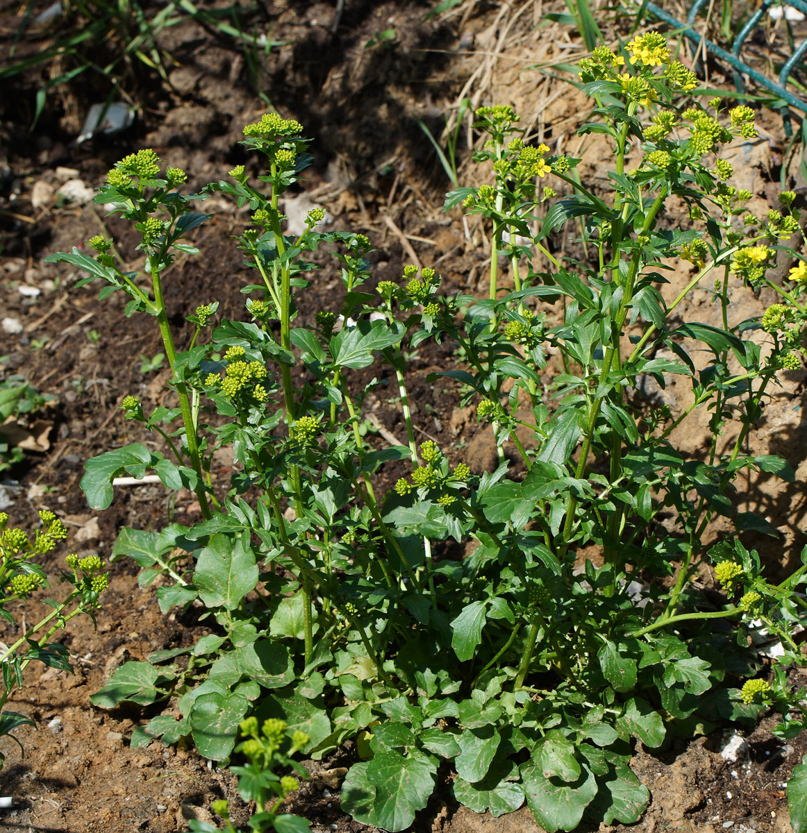 Image of Barbarea arcuata specimen.