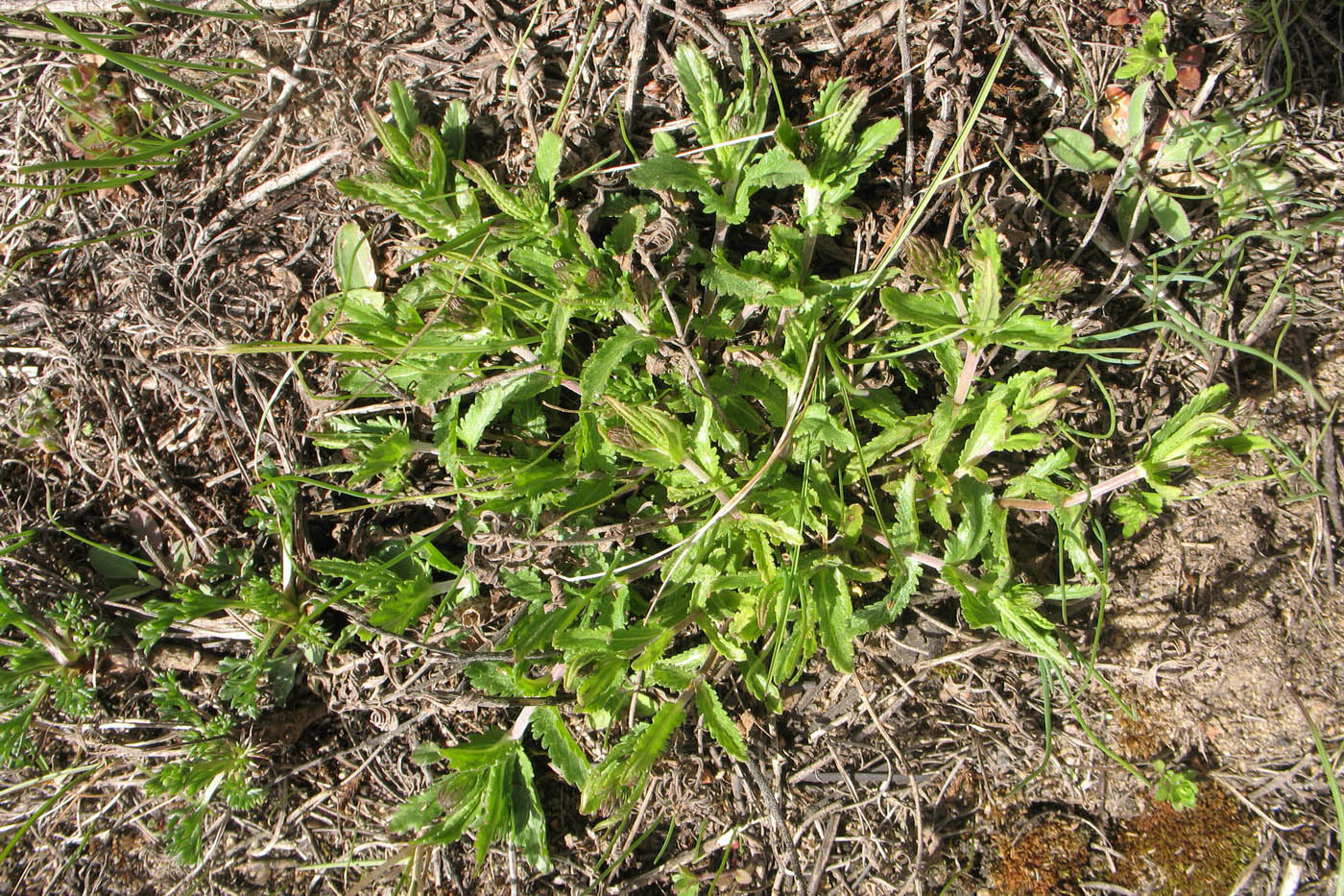 Image of Veronica prostrata specimen.