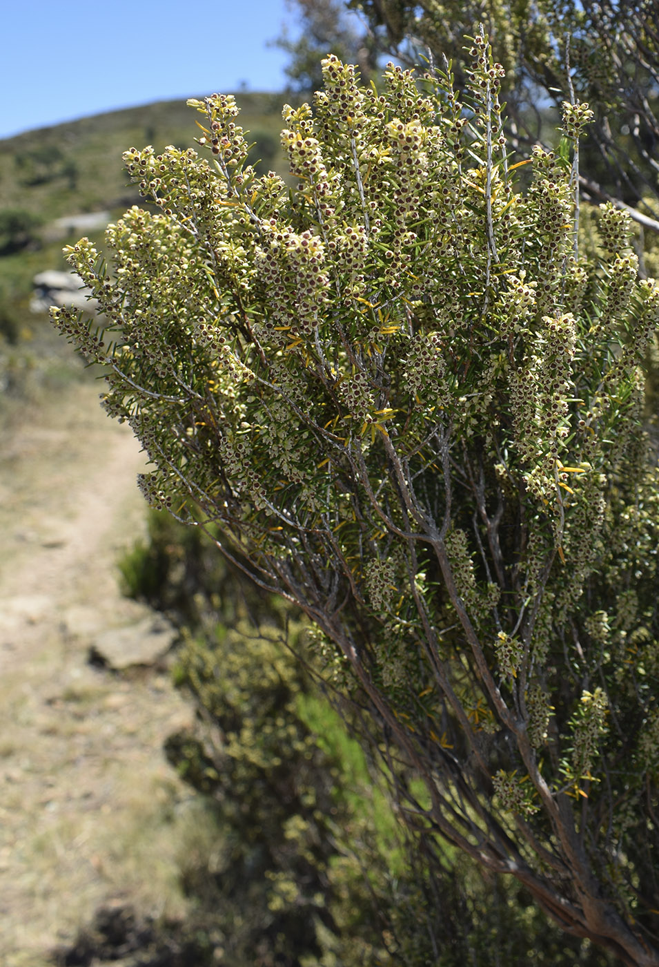 Image of Erica scoparia specimen.