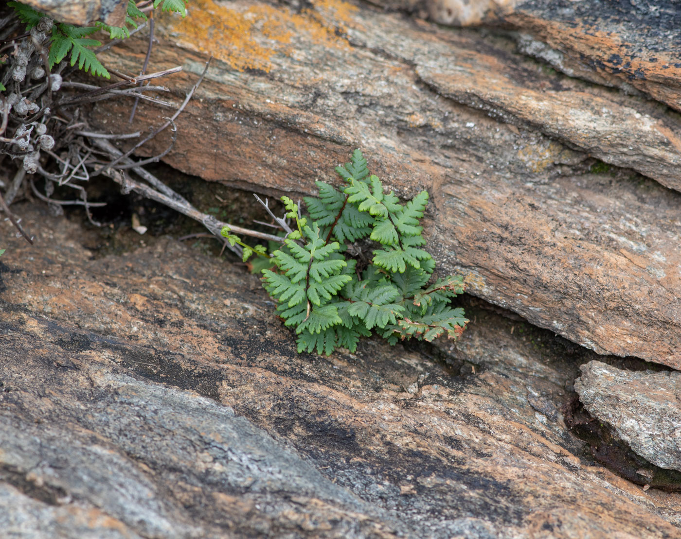 Image of genus Cheilanthes specimen.