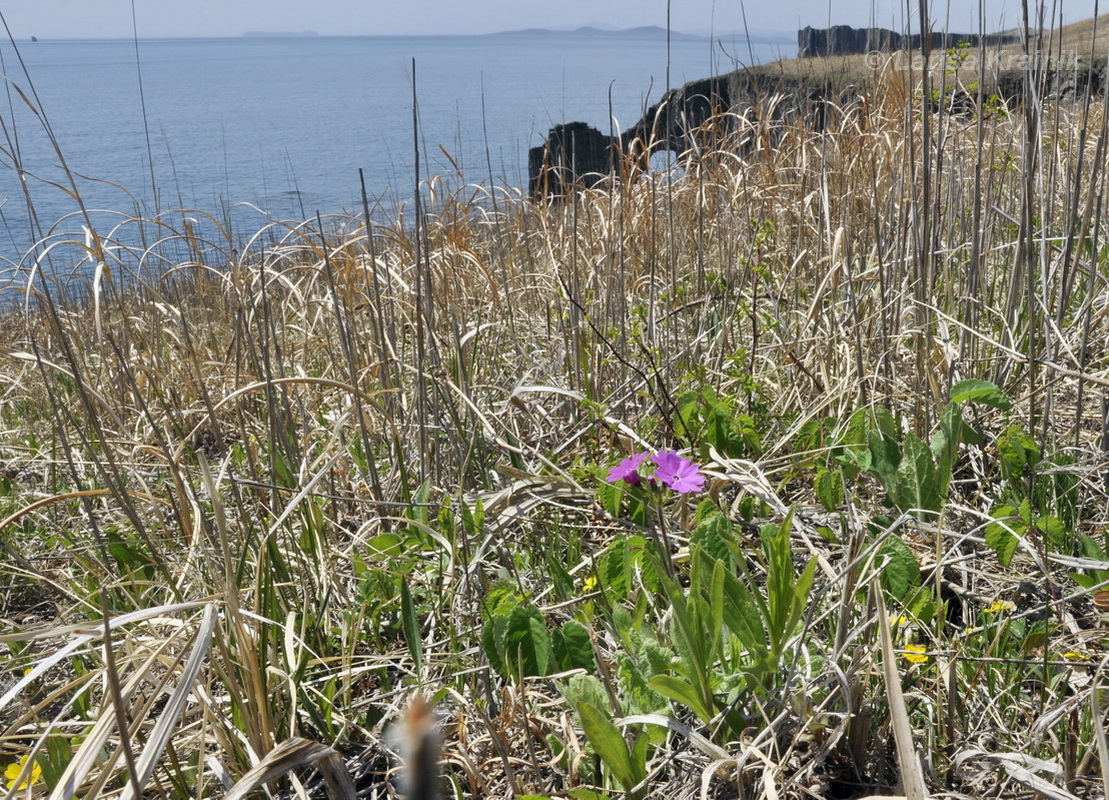 Image of Primula patens specimen.