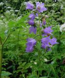 Campanula trachelium