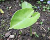 Pinellia peltata