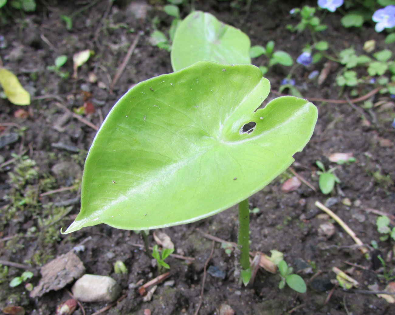 Изображение особи Pinellia peltata.