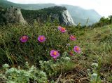 Cistus tauricus