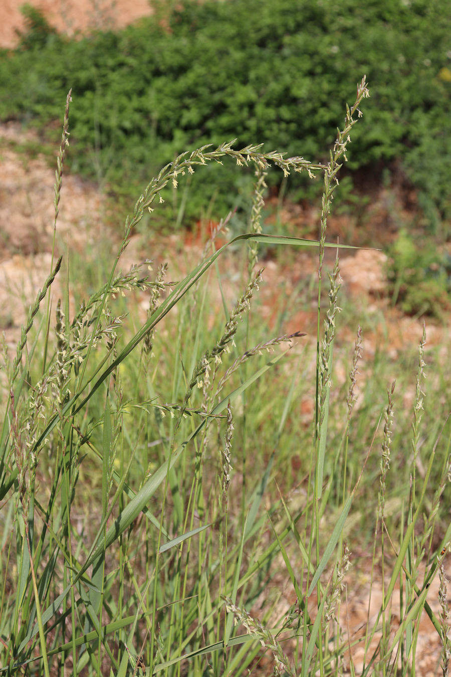 Изображение особи Elytrigia elongatiformis.