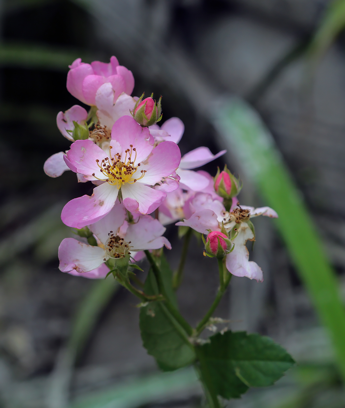 Image of Rosa multiflora specimen.