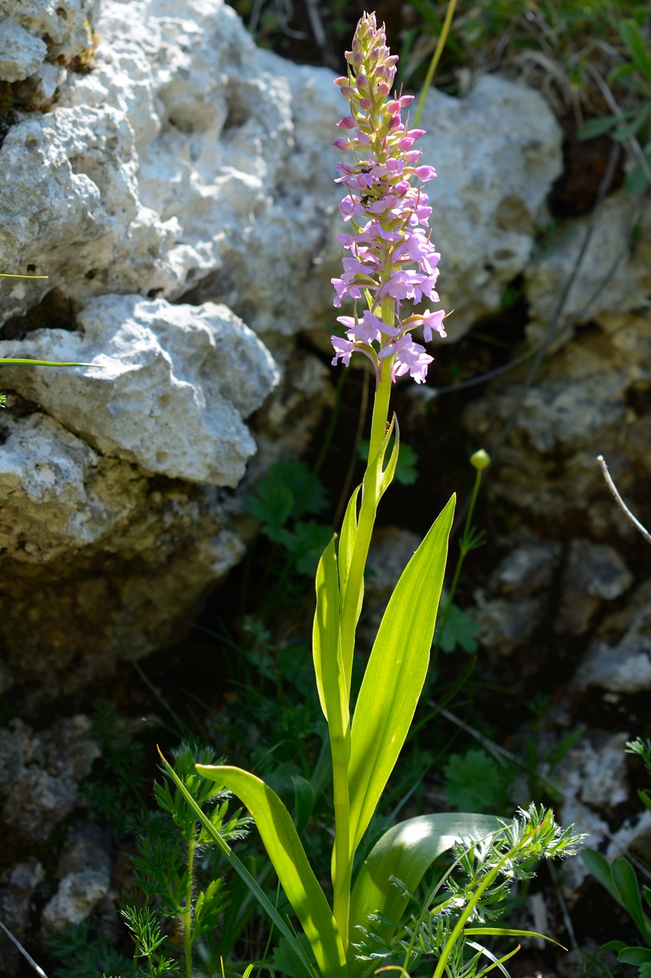 Image of Gymnadenia conopsea specimen.