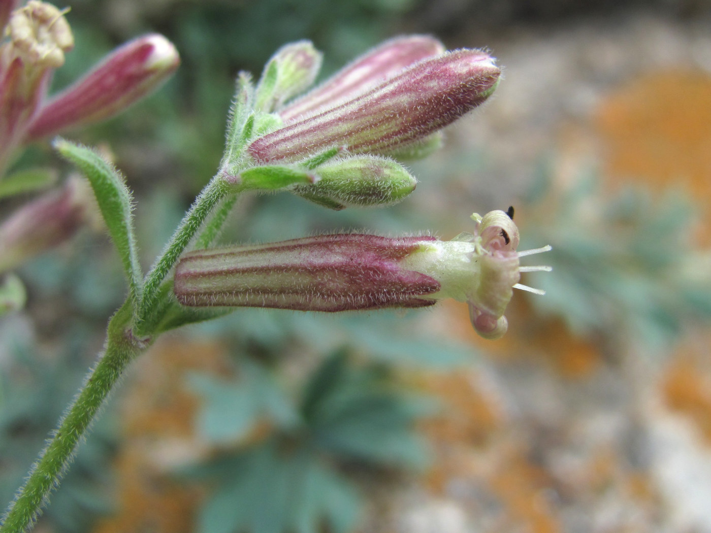 Изображение особи Silene pygmaea.