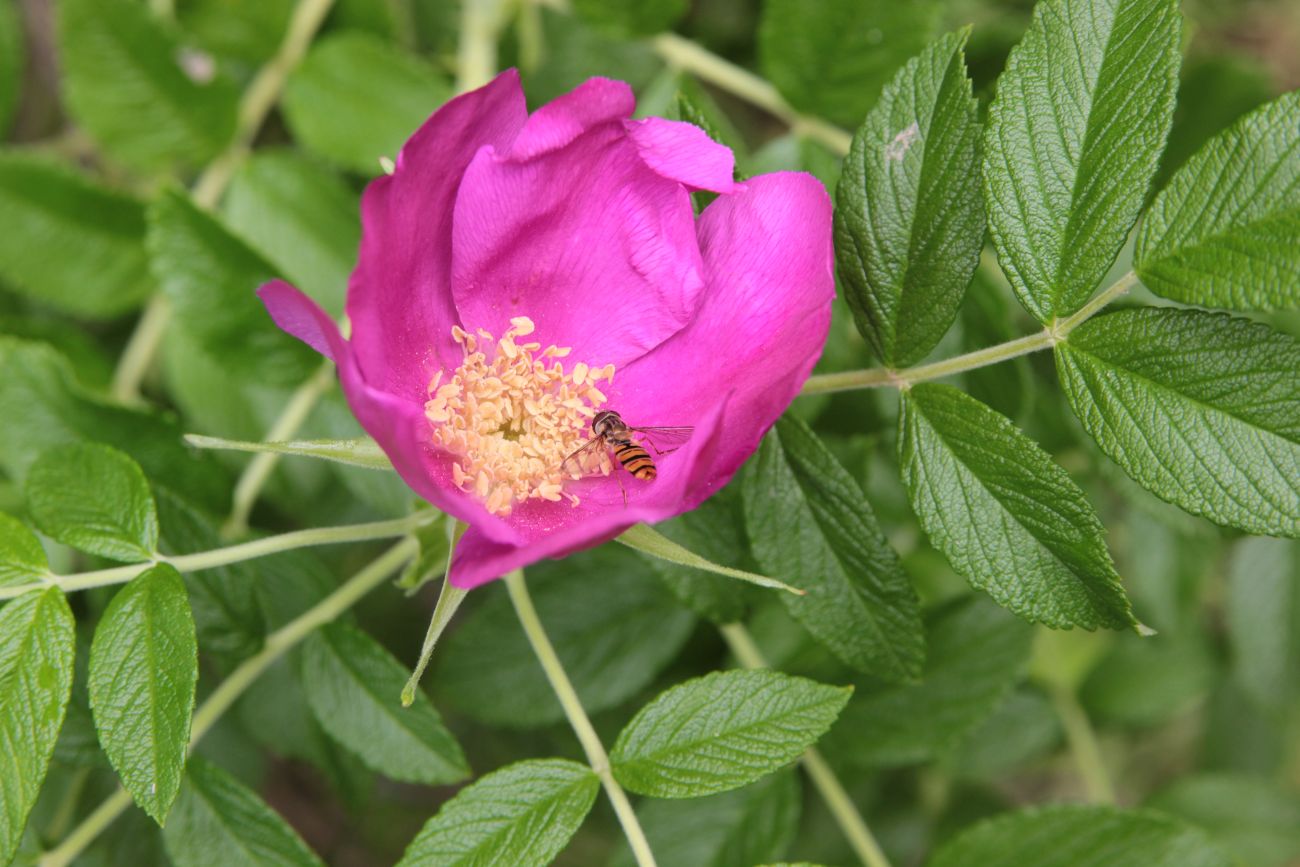 Image of genus Rosa specimen.