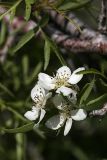 Pyrus regelii. Соцветие. Южный Казахстан, хр. Боролдайтау, северный склон напротив дер. Васильевка. 08.05.2010.