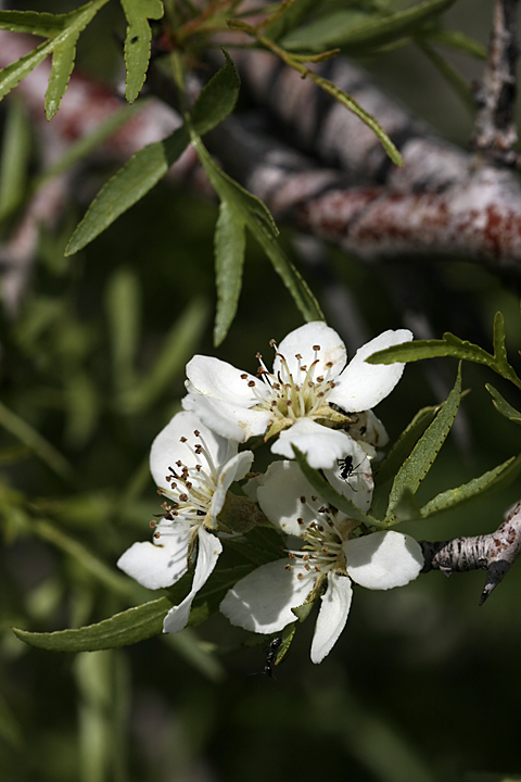 Image of Pyrus regelii specimen.