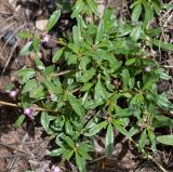 Gisekia africana