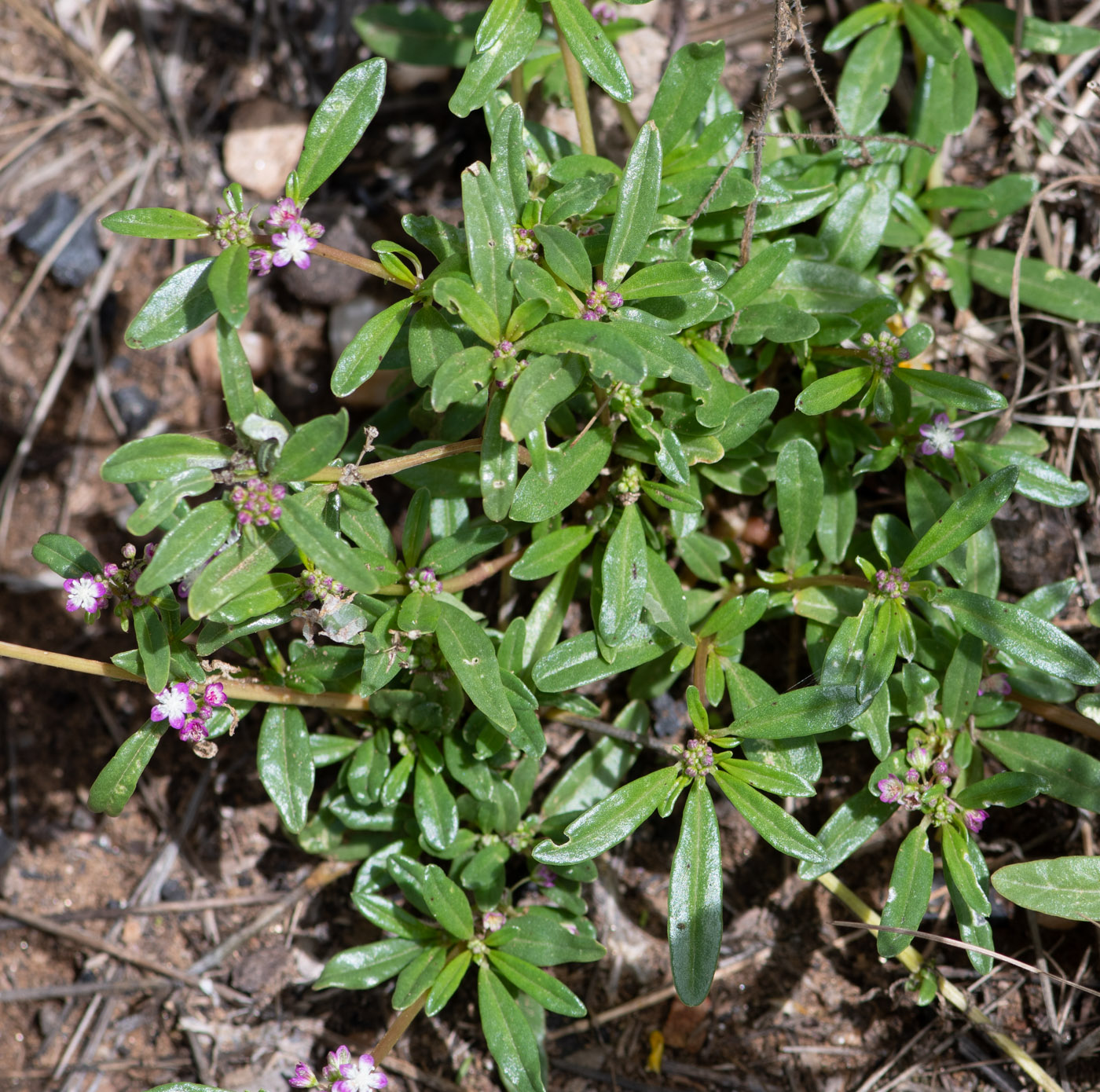 Image of Gisekia africana specimen.