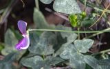 Vigna frutescens