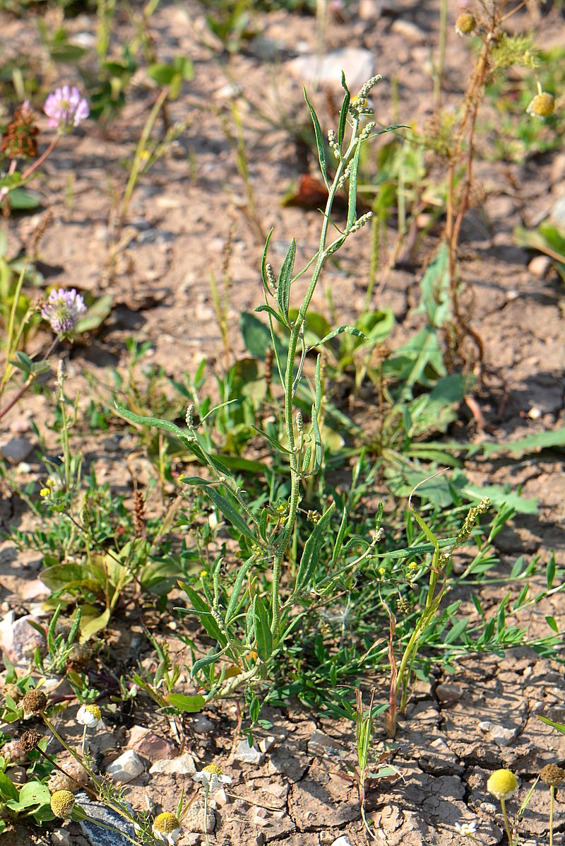 Изображение особи Atriplex patens.