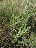 Centaurea adpressa. Нижняя часть побега. Украина, г. Запорожье, о-в Хортица, северный берег, степная растительность на скальном основании. 21.06.2020.