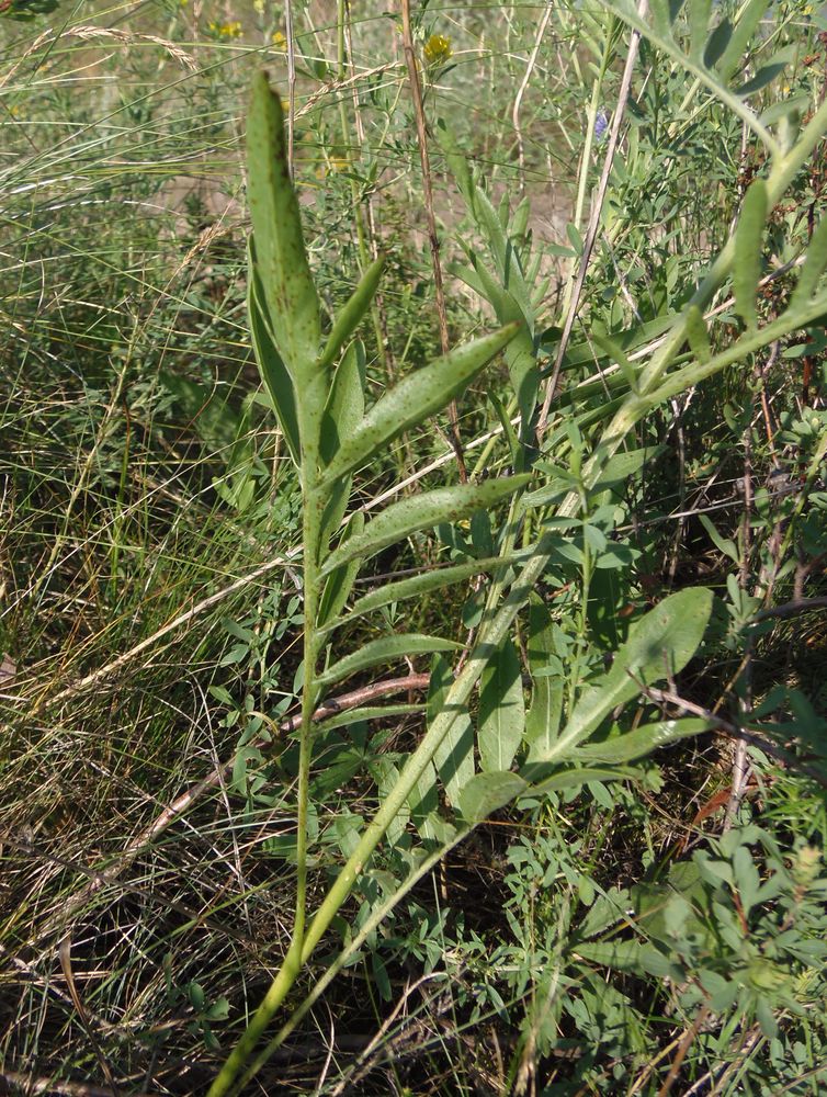 Image of Centaurea adpressa specimen.