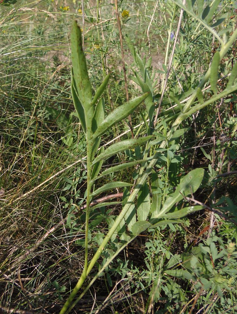 Изображение особи Centaurea adpressa.