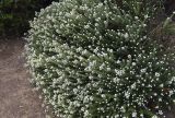 Phylica ericoides