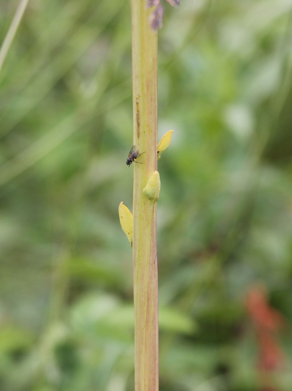 Изображение особи Ligularia altaica.