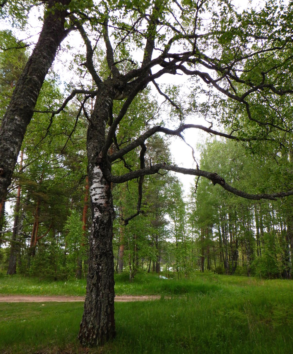 Image of Betula pendula specimen.