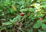 Fragaria vesca