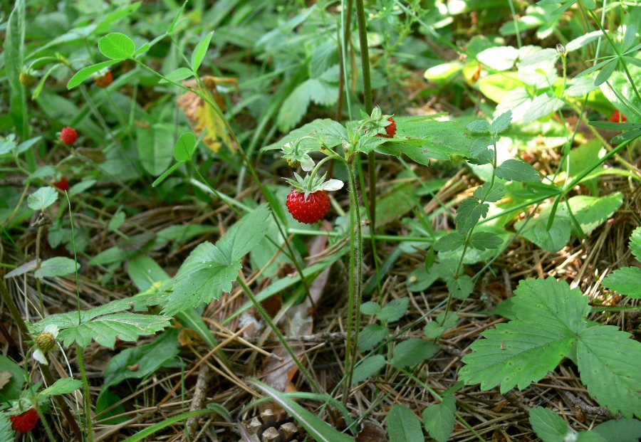 Изображение особи Fragaria vesca.