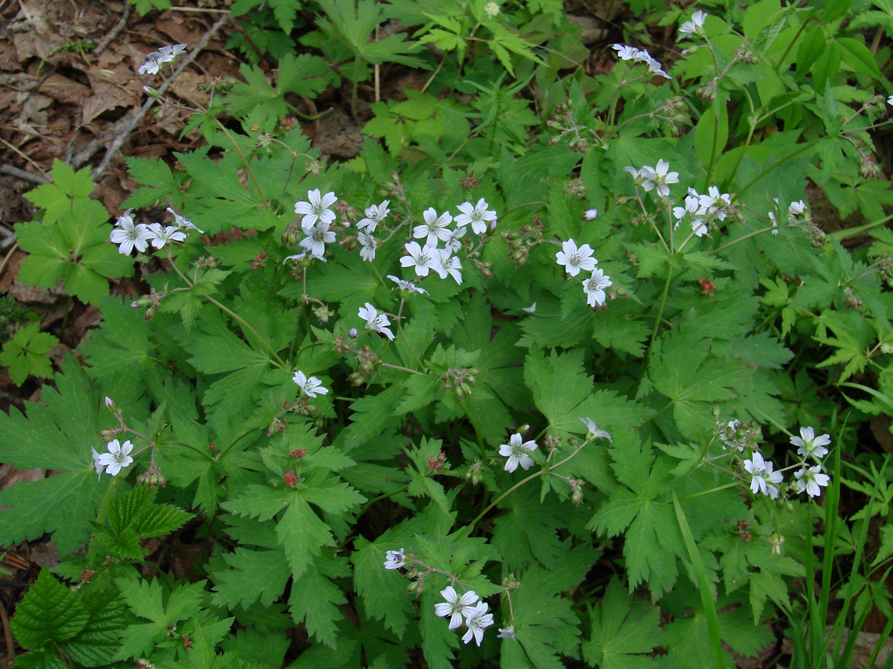 Image of Geranium krylovii specimen.