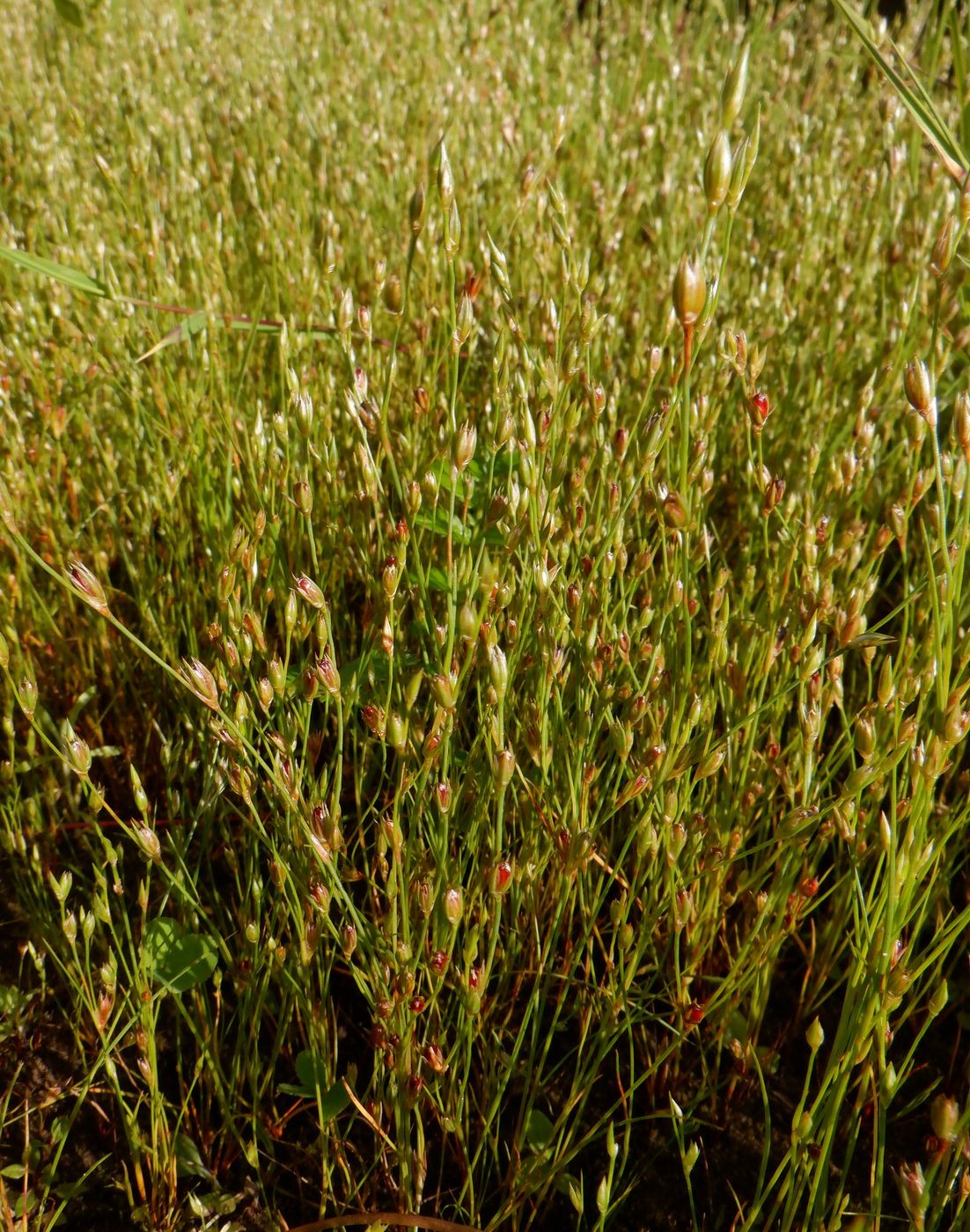 Изображение особи Juncus bufonius.