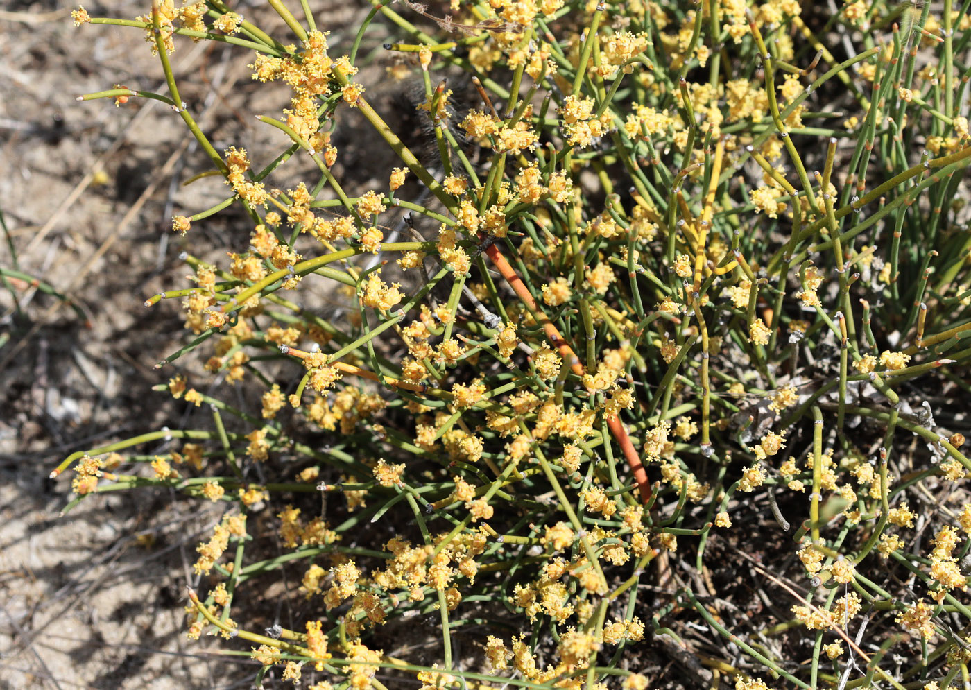 Изображение особи Ephedra distachya.