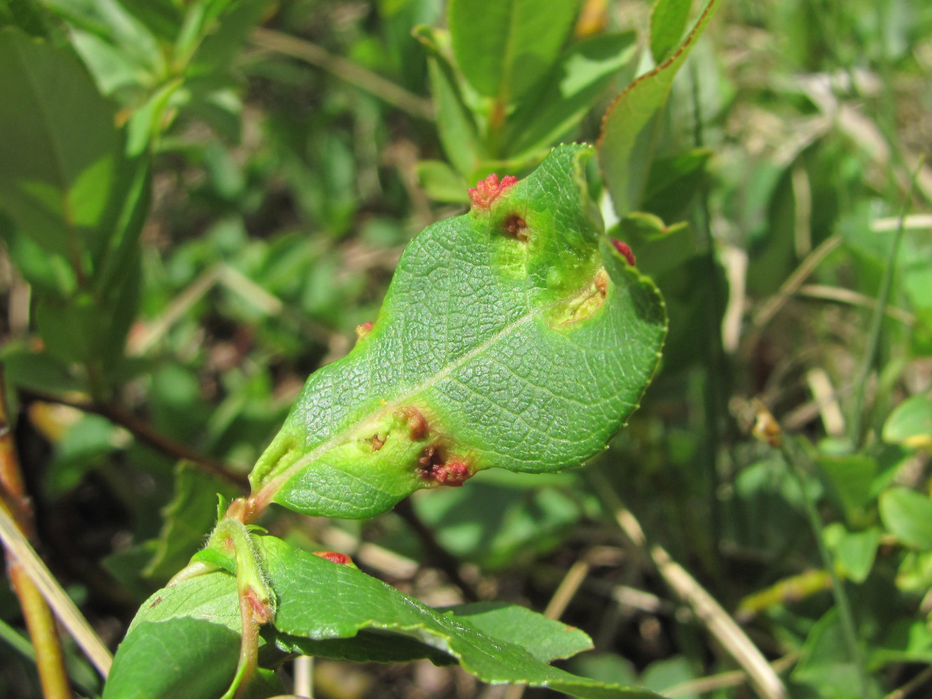 Image of Salix apoda specimen.