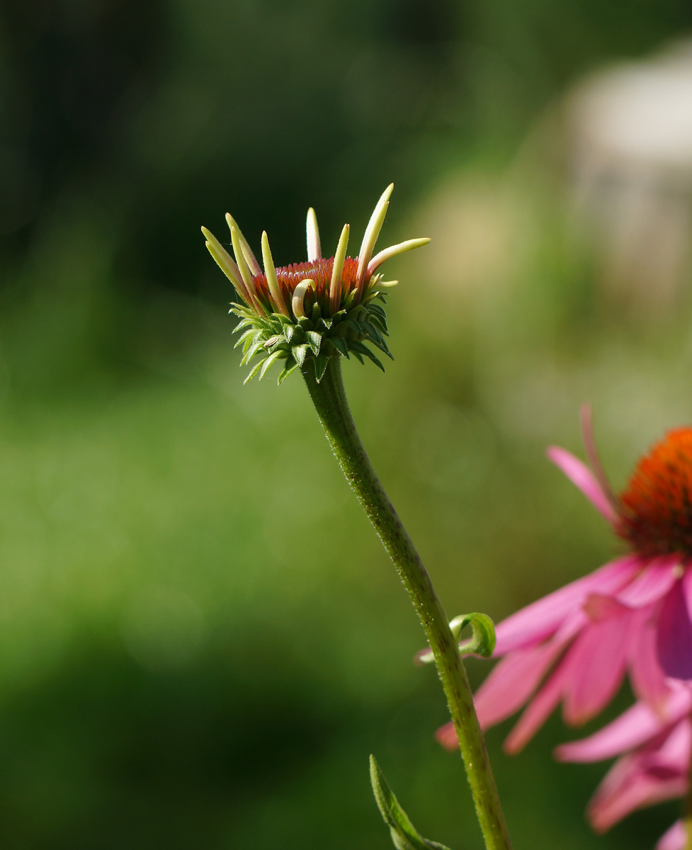 Изображение особи Echinacea purpurea.