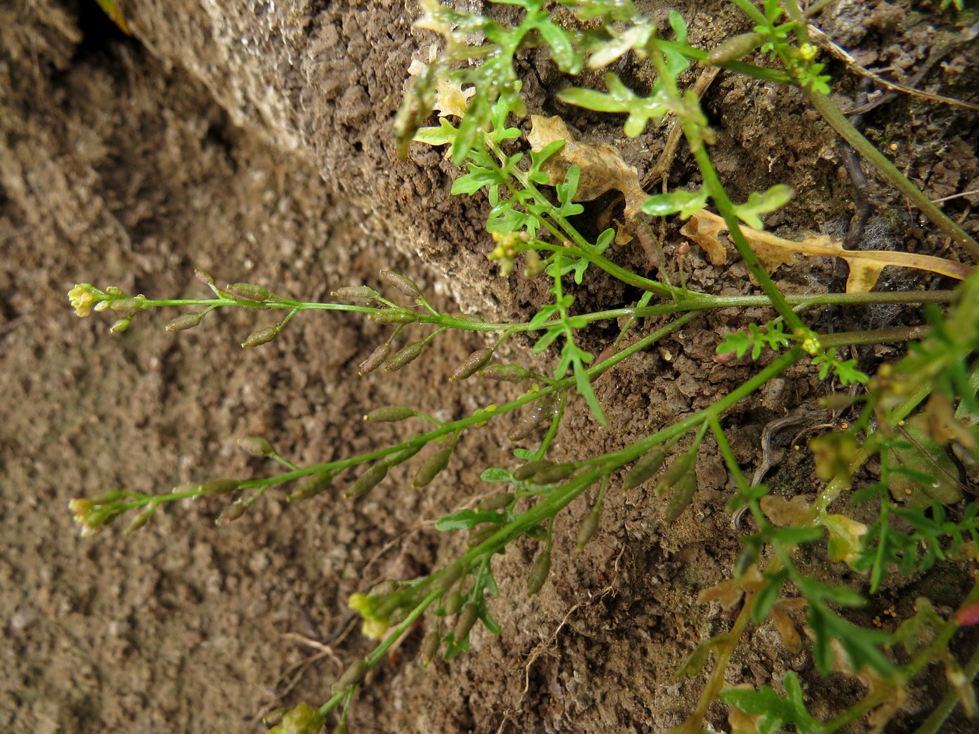 Image of Rorippa dogadovae specimen.