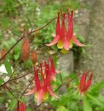 Aquilegia canadensis